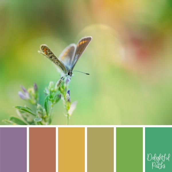 Butterfly On Purple Flower Color Palette Inspiration