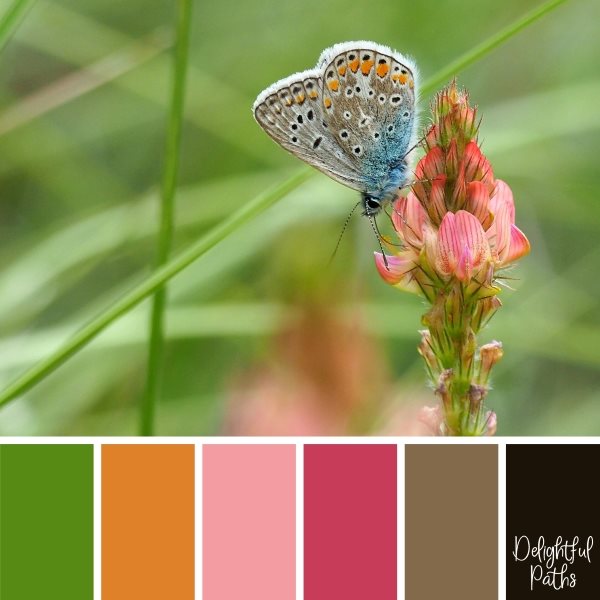 Butterfly On Pink Flower Color Palette Inspiration